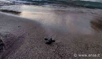 Ad Ischia tartaruga morta davanti al Castello Aragonese - Agenzia ANSA