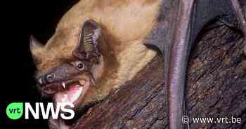 Record van 102 rosse vleermuizen gevonden in Wachtebeke: "Kolonie vrouwtjes en jongen zit in oude boomholte" - VRT NWS