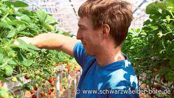 Neuhengstetter Gärtnerei: Energiekrise zwingt zu einem drastischen Schritt