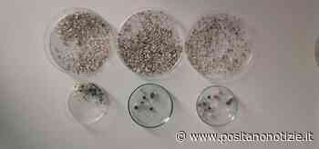 Monitoraggio delle microplastiche: nel golfo di Napoli trovati 2500 pezzi in un'area di 2,5 metri quadrati - Positano Notizie