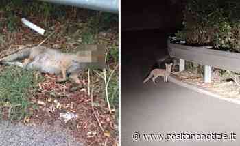 Cuccioli di volpe morti a Vietri sul Mare, Comitato Dragonea chiede controlli e sicurezza - Positano Notizie