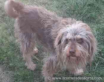 Cane scomparso ad Ardea, l’appello: ‘Shrek è malato, aiutateci, offriamo una ricompensa’ - Il Corriere della Città