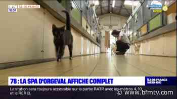 Yvelines: la SPA d'Orgeval affiche complet - Paris - BFMTV