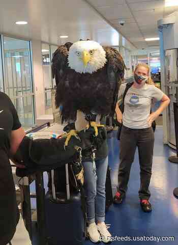 Meet Clark, the 19-year-old bald eagle spotted traveling through airport security
