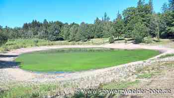Flüsse und Seen im Kreis Calw - Auch Tiere sind derzeit massiv durch Hitze bedroht - Schwarzwälder Bote