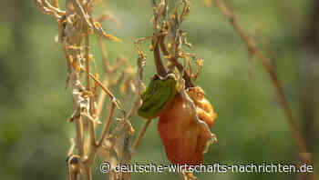 Künstlicher Regen: Drohnen kämpfen in China gegen historische Dürre