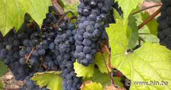 Sprankelend Hageland | Tielt-Winge | hln.be - Het Laatste Nieuws