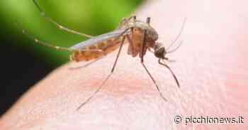 Macerata, lotta alle zanzare: gli interventi estivi del comune - Picchio News
