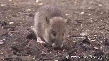 This Ottawa ward has the most rat complaints in 2022 - iHeartRadio.ca