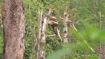 Residents disappointed with derecho cleanup in Ottawa's Greenbelt - CBC.ca
