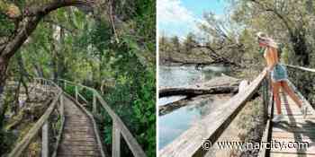 This Hidden Boardwalk Trail In Ontario Is Like An Easy Jungle Hike With Water Views - Narcity Canada
