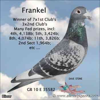 Cheq 22N59252 Double G.Child of A & L Painter's Super Racer/Breeder "FRANKEL" - Elimar Pigeon Services