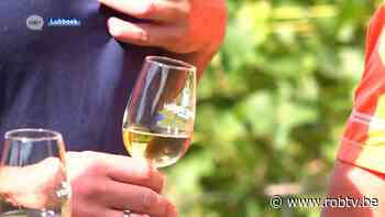 Nu zondag in Lubbeek: wandel- en looptocht met wijn onderweg - ROB-tv