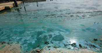 Alerte burger merkt blauwalg op in Prinsenloop | Hamont-Achel | hln.be - Het Laatste Nieuws