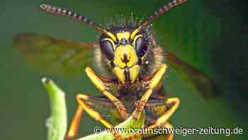 Wespen töten und vertreiben: Die sieben wichtigsten Fakten