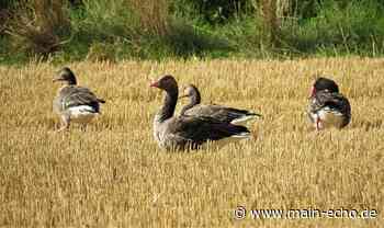 Vom Zug- zum Standvogel: Graugans das ganze Jahr im Maintal - Main-Echo