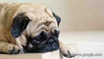 Why Do Dogs Get Dementia? Large Study Finds Similar Risk Factors to Humans - Gizmodo