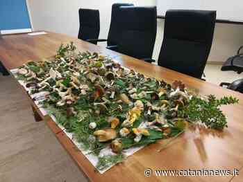 Catania, in anticipo la stagione dei funghi. Dall'1 settembre riapre l'Ispettorato micologico dell'Asp - Catania News