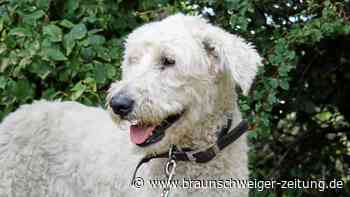 Tierheim Braunschweig: Klasse-Hund Lilli ist sehr anspruchsvoll - Braunschweiger Zeitung