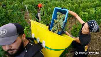 Klimawandel in Frankreich: Bordeaux-Weine: Dürre erzwingt früheste Lese - ZDFheute