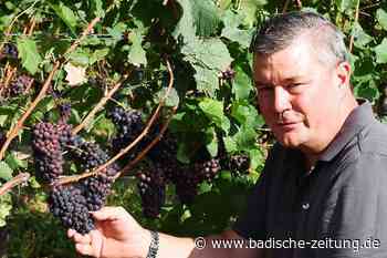 Trotz Trockenheit: Kellermeister vom nördlichen Kaiserstuhl erwarten gute Qualität der Weine - Endingen - badische-zeitung.de