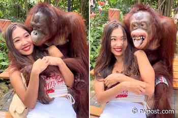 Orangutan flashes grin while groping woman's breasts at Thailand zoo - New York Post