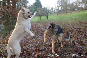 Hund in Apolda: „Rex“ geht auf Collie und dessen Halterin los – mehrere Bisswunden - Thüringen24