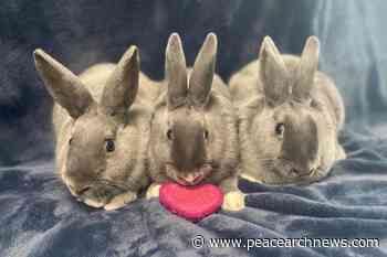 Rabbits available for adoption as Delta sees increase in abandoned pets - Peace Arch News