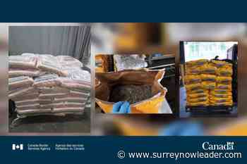 CBSA in Delta seizes almost 900 kg of illegal cannabis bound for export - Surrey Now Leader
