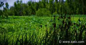 Gaining Ground: A look at the Wax Lake Delta - KATC News