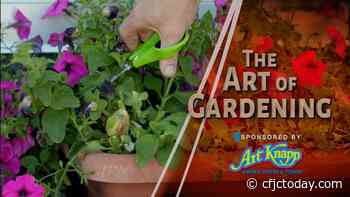 Art of Gardening — Pruning Annuals in Midsummer - CFJC Today Kamloops