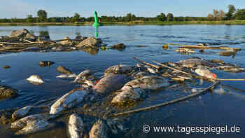 Wohl große Mengen von Chemie-Abfällen in der Oder – viele gelöste Salze gefunden - Tagesspiegel