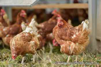 Geflügelpest: Überwachungszonen in Rahden und Stemwede aufgehoben - Westfalen-Blatt