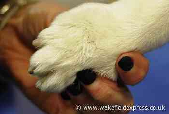 The vulnerable breeds of dog that are at risk of disappearing - Wakefield Express