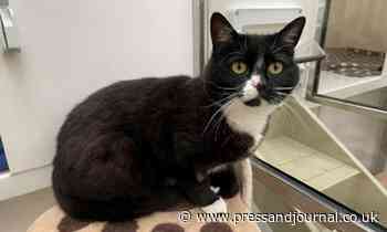 Talia is looking for a new home - Can you help? - The Press & Journal