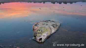 Umwelt - Erste Ergebnisse zum Oder-Fischsterben sollen vorliegen - Neue Presse Coburg