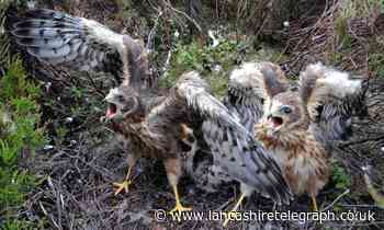 Lancashire leads way in recovery of hen harriers in England