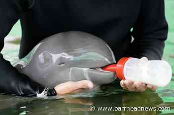 Sick dolphin calf improves with tube-fed milk and helping hands - Barrhead News
