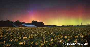 Photo of Sunflowers and Aurora Taken Moments Before Camera Broke - PetaPixel
