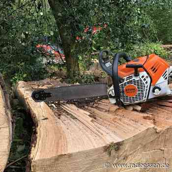 In Essen müssen wieder Risikobäume gefällt werden - Radio Essen