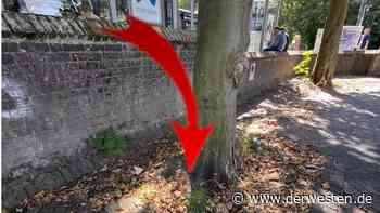 Essen: Entdeckung hinter Bushaltestelle – Frau kann es nicht fassen - DER WESTEN