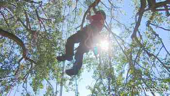 Expert tree climbers scaling championship ladder in Regina this weekend