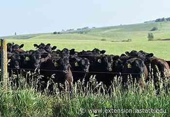 Armstrong Research Farm Will Host Beef Field Day - Iowa State University