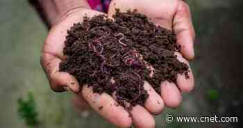 DIY Compost Bin Step-by-Step: Build a Worm Farm to Reduce Waste, Create Fertile Soil     - CNET
