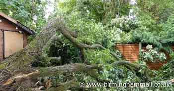 'Obliterated!' Huge oak tree branches crash down into Sutton Coldfield gardens - Birmingham Live