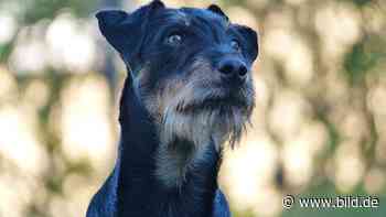 In Alpen ausgerissen: Hund Hardy nach einer Woche wieder aufgetaucht - BILD