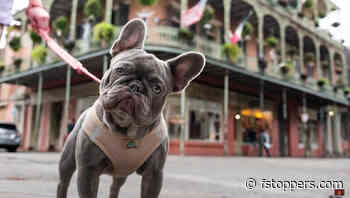 5 Helpful Dog Photography Tips From The Dogist