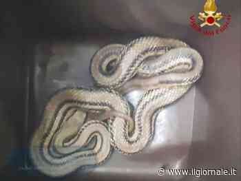 "Un furto in casa", poi la sorpresa: cosa ha trovato la coppia