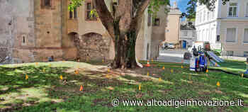 Merano, al via l'«ossigenoterapia» per diversi alberi del centro - Alto Adige Innovazione