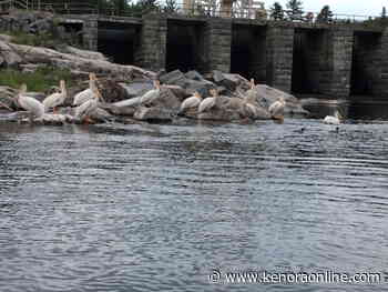 LOTW to drop below 2014 peak this week - KenoraOnline.com